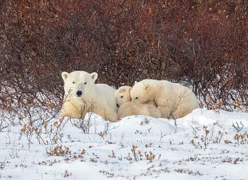 Polar Bears in Canada