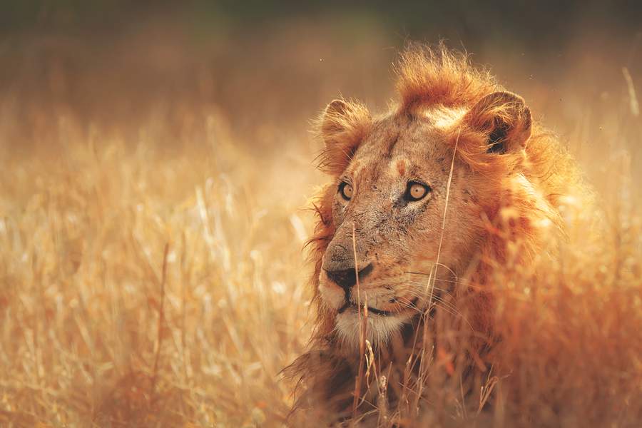 Experience South Africa,  South Africa