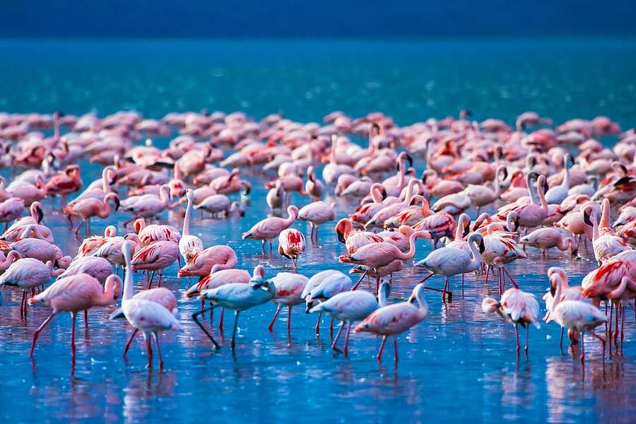 5 Nights,  Mombasa Beach Extension