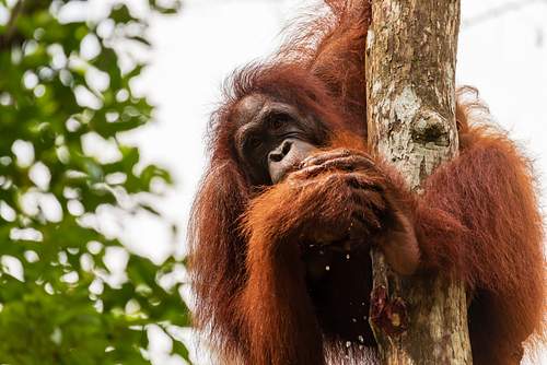 Borneo Wildlife Experience