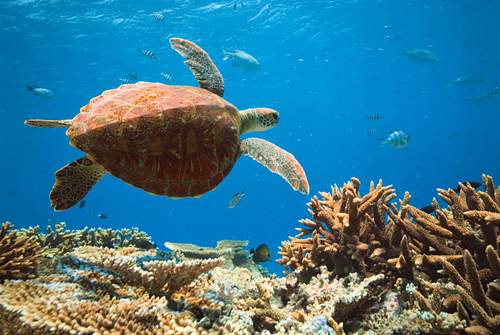 Lady Elliot Island Day Trip from Brisbane