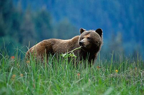 Bears in Canada