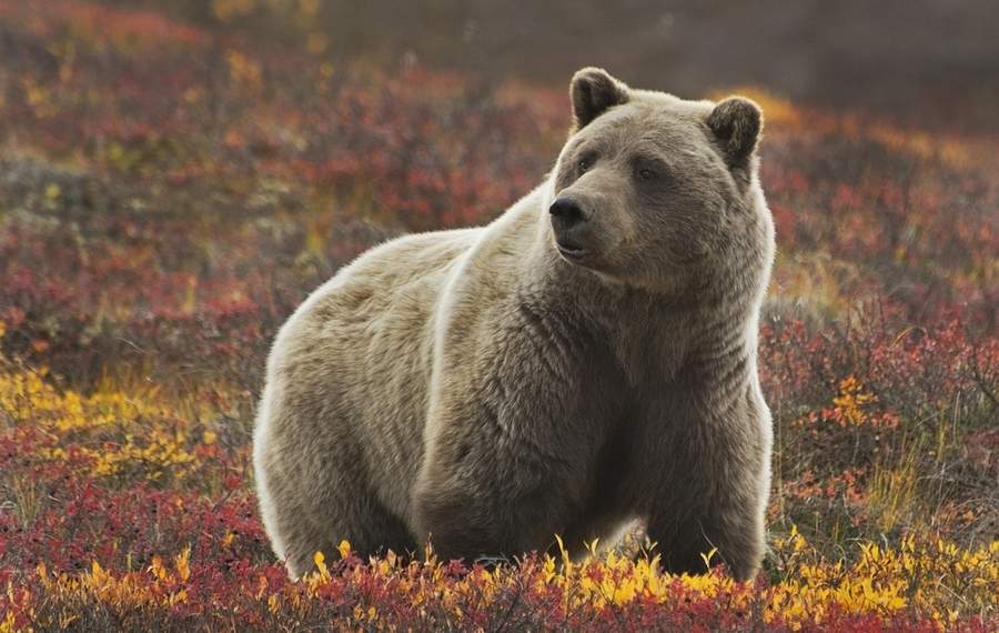 12 Nights,  Oceania Alaska Cruise