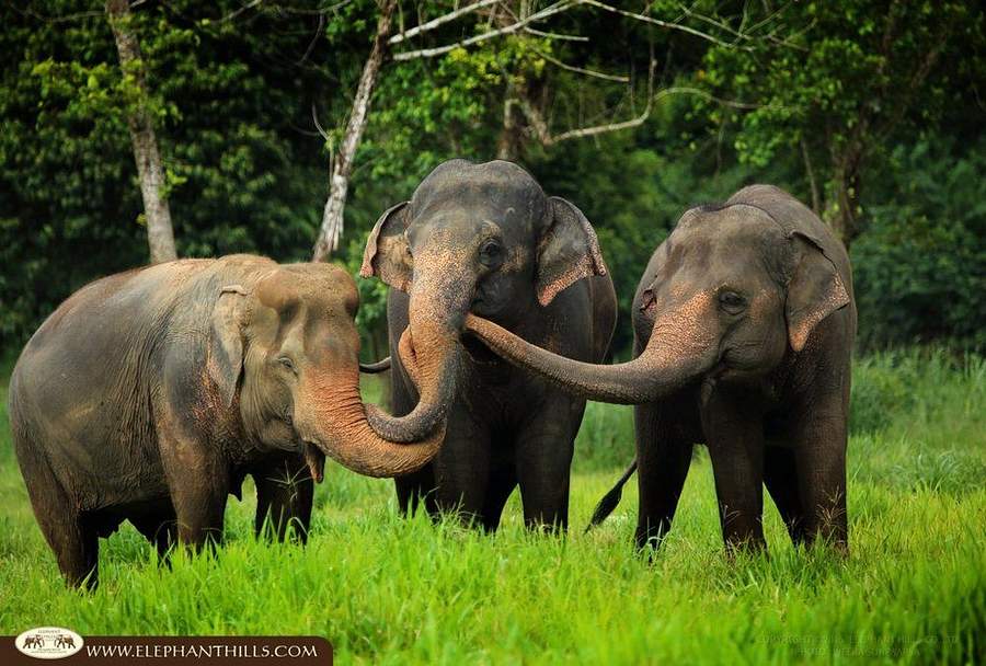 10 Nights,  Bangkok, Beach & Elephants