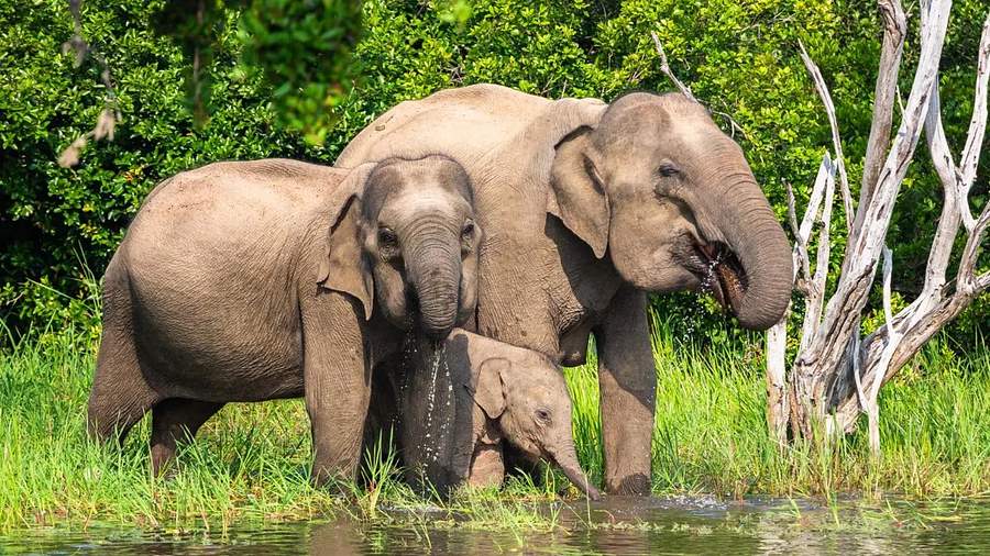 Temples, Safari and Beach,  Sri Lanka