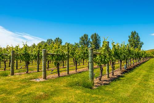 Napier Wine Experience Tour