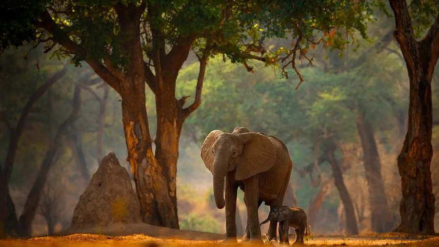 Luxury Safari Plains with a Mauritian Beach Escape,  South Africa  and  Mauritius