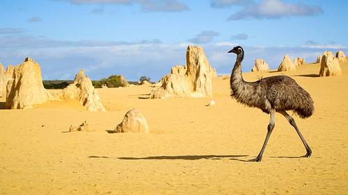 Full Day Pinnacles, Yanchep and Swan Valley Tour Including Fish & Chip Lunch