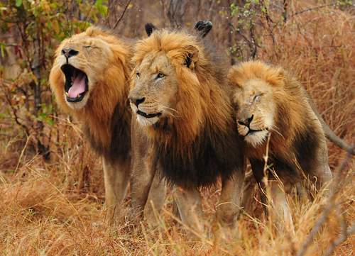 Wildlife Holidays