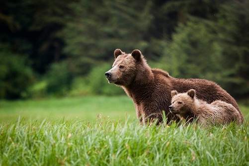 Canada Wildlife Holidays