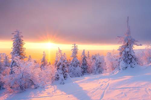 Suomu