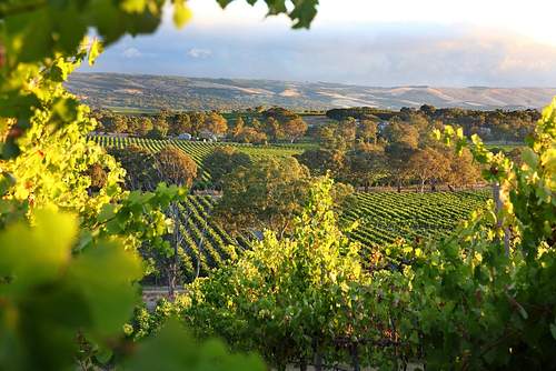 Uncork the McLaren Vale Tour