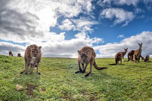 Kangaroo Island