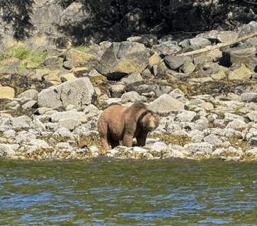 Knight Inlet Experience
