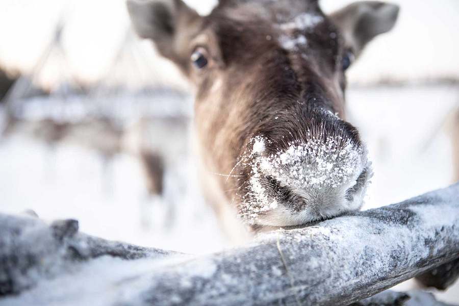 Christmas in Ruka