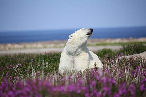 Ultimate Bears and Belugas Summer Adventure