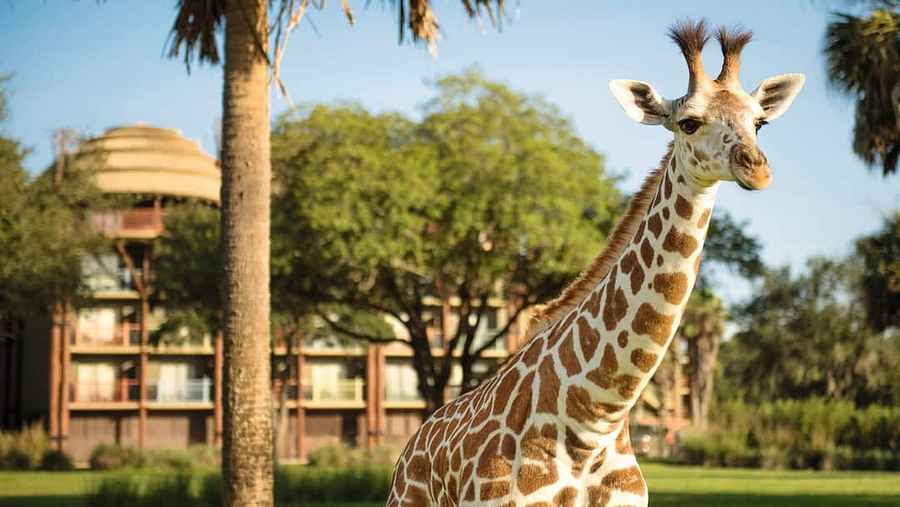 Disney's Animal Kingdom Lodge, USA